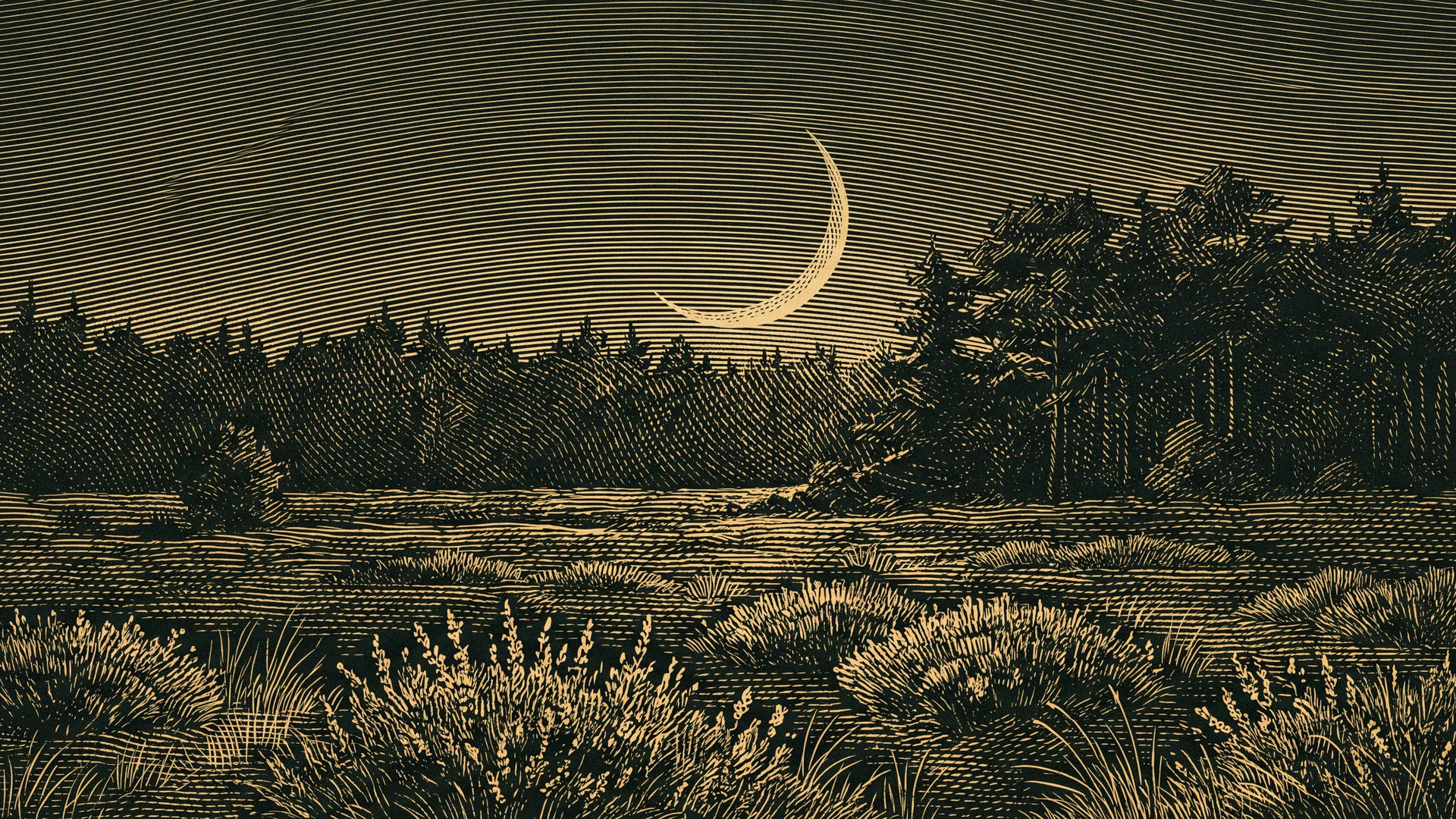 Gravure van de Veluwe bij nacht: heide, een rand dennenbos en een lage maan, goud op donkergroen
